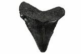 Juvenile Megalodon Tooth - South Carolina #340734-1